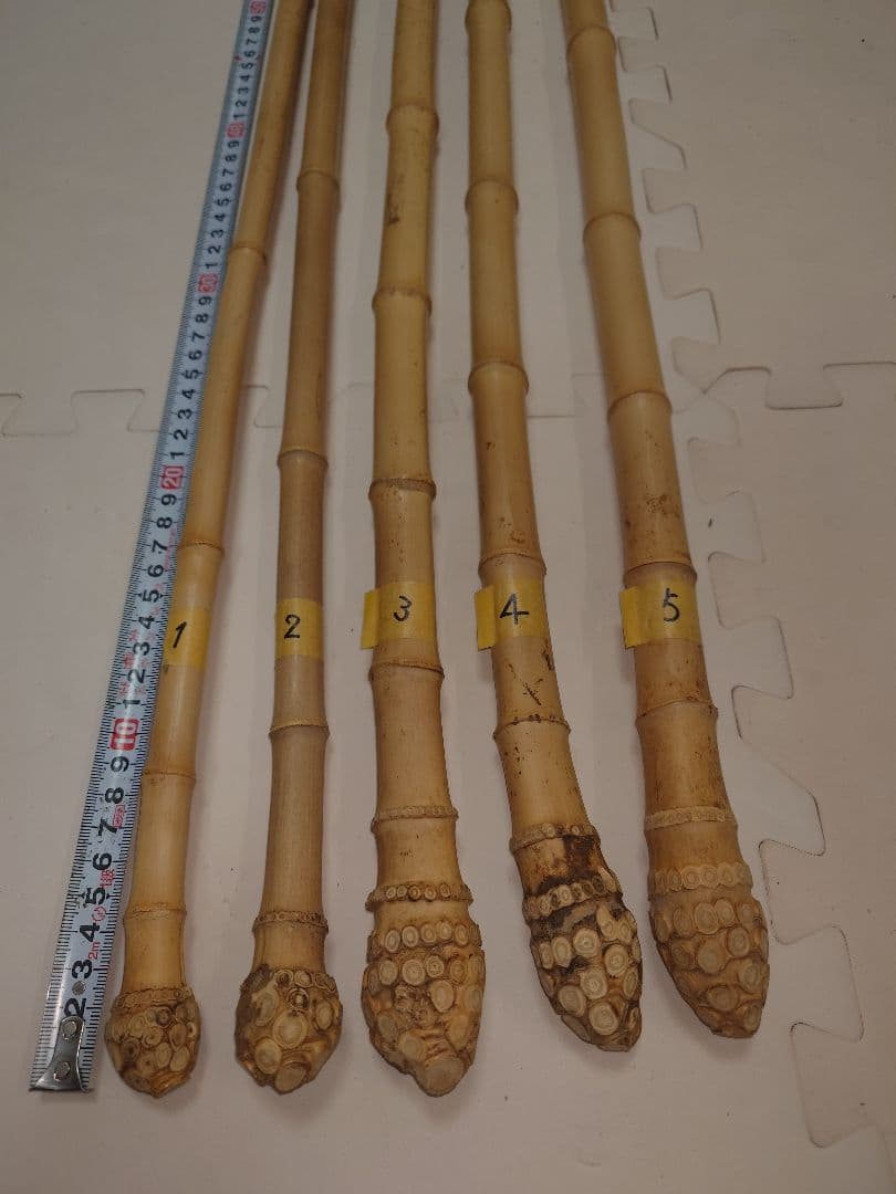 【淡竹】（根付き）❗