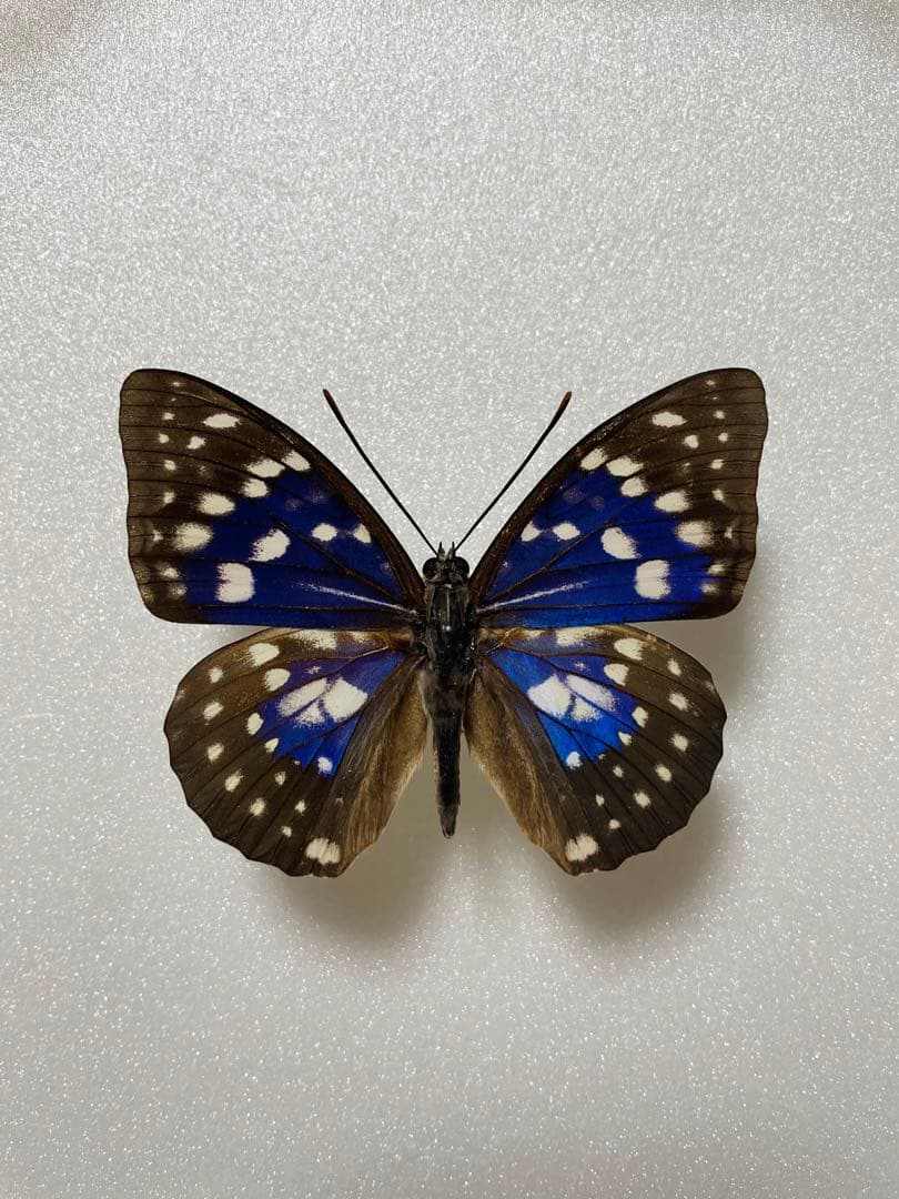 【ペア】モルフォオオムラサキ（滋賀県産）