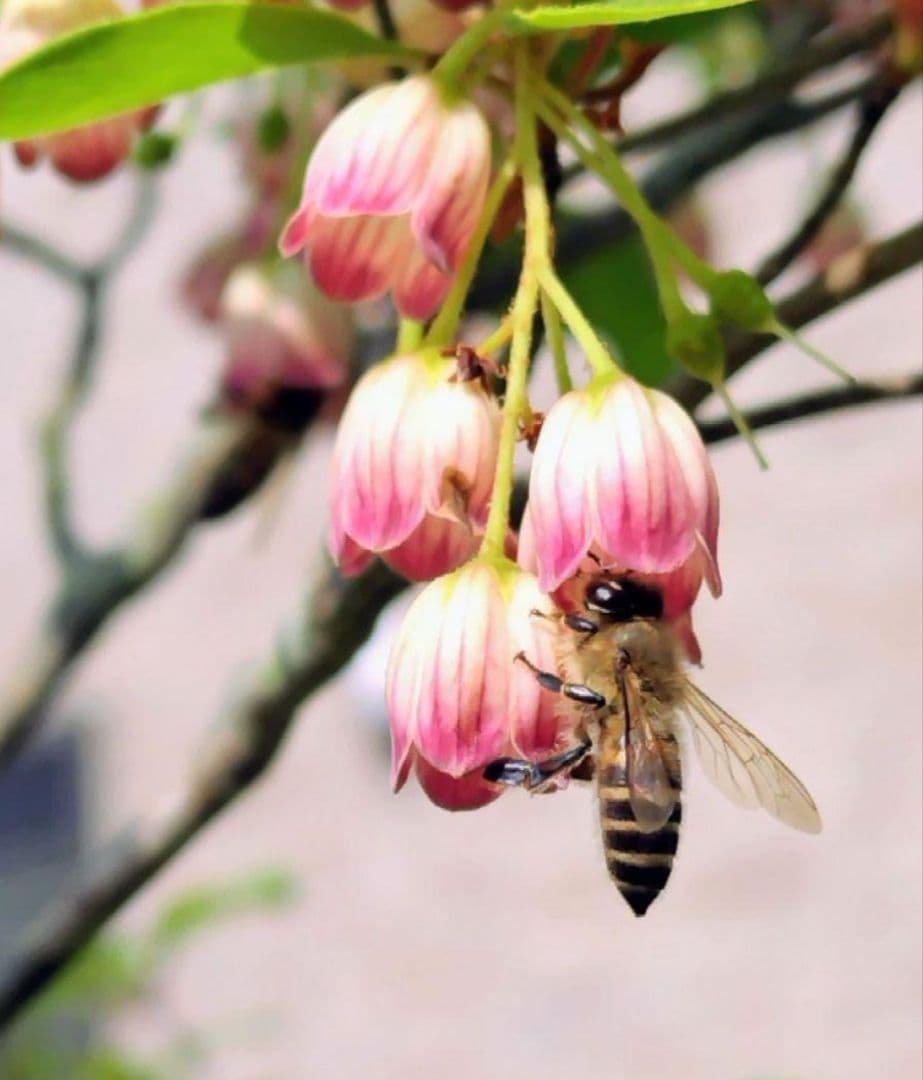 日本蜜蜂 生蜂蜜 ミツバチ 純粋 ニホンみつばち 非加熱 #8 宮城県産