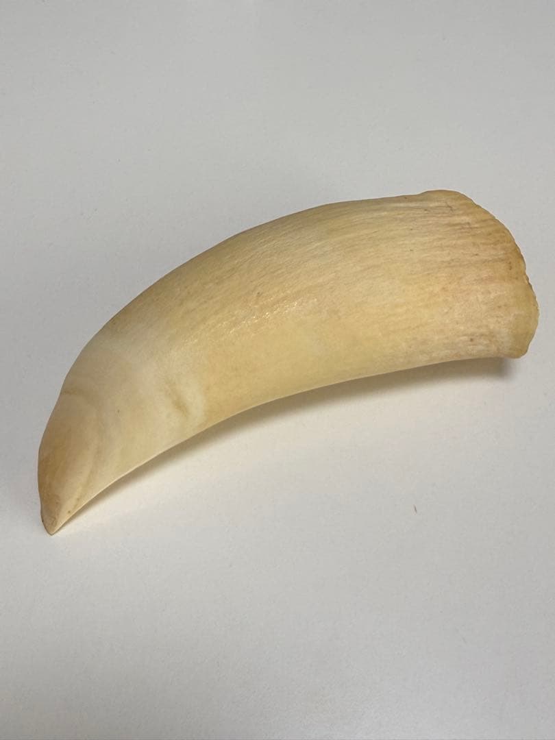 O*)様 天然素材 マッコウクジラ 歯 重さ181g 根付 鯨歯 印材 置物 彫