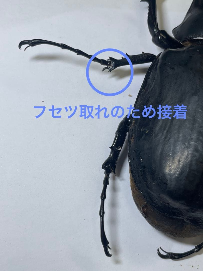 レックス(アクティオン)ゾウカブト　標本用　♂118mm ♀82mm