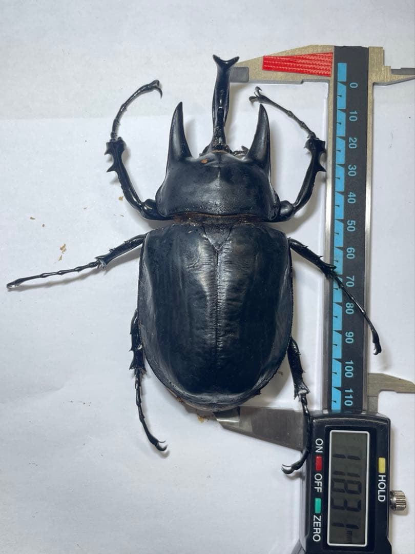 レックス(アクティオン)ゾウカブト　標本用　♂118mm ♀82mm