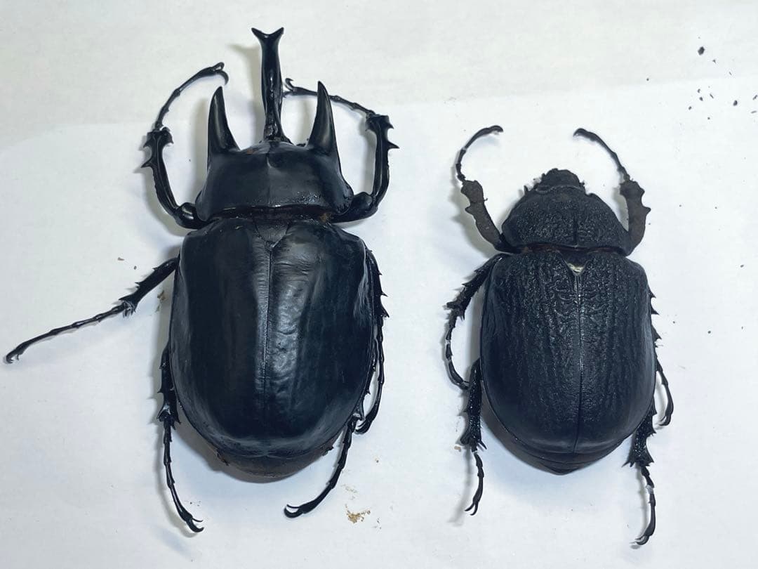 レックス(アクティオン)ゾウカブト　標本用　♂118mm ♀82mm