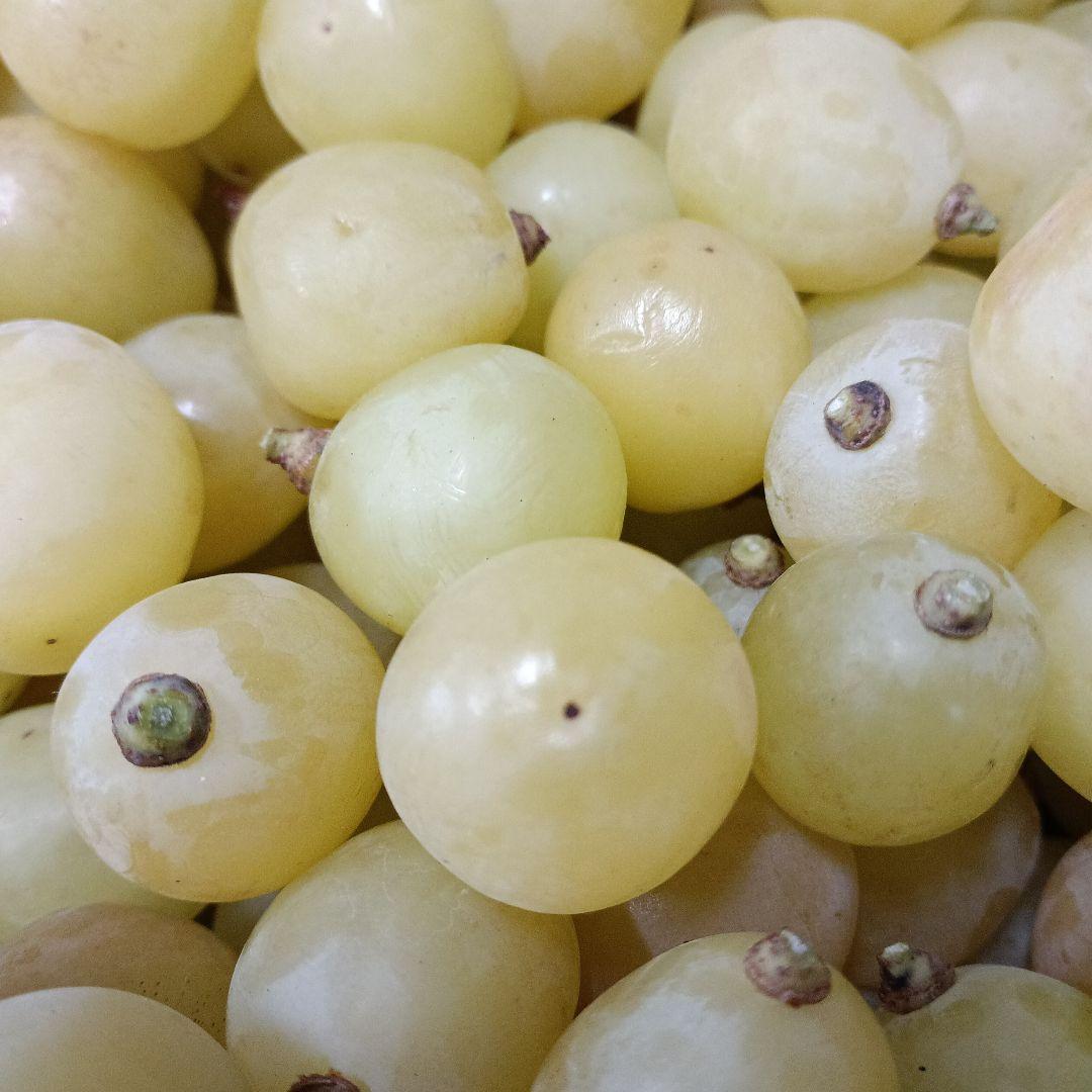 シャインマスカット粒パック入りの家庭用訳有り品３キロになります。