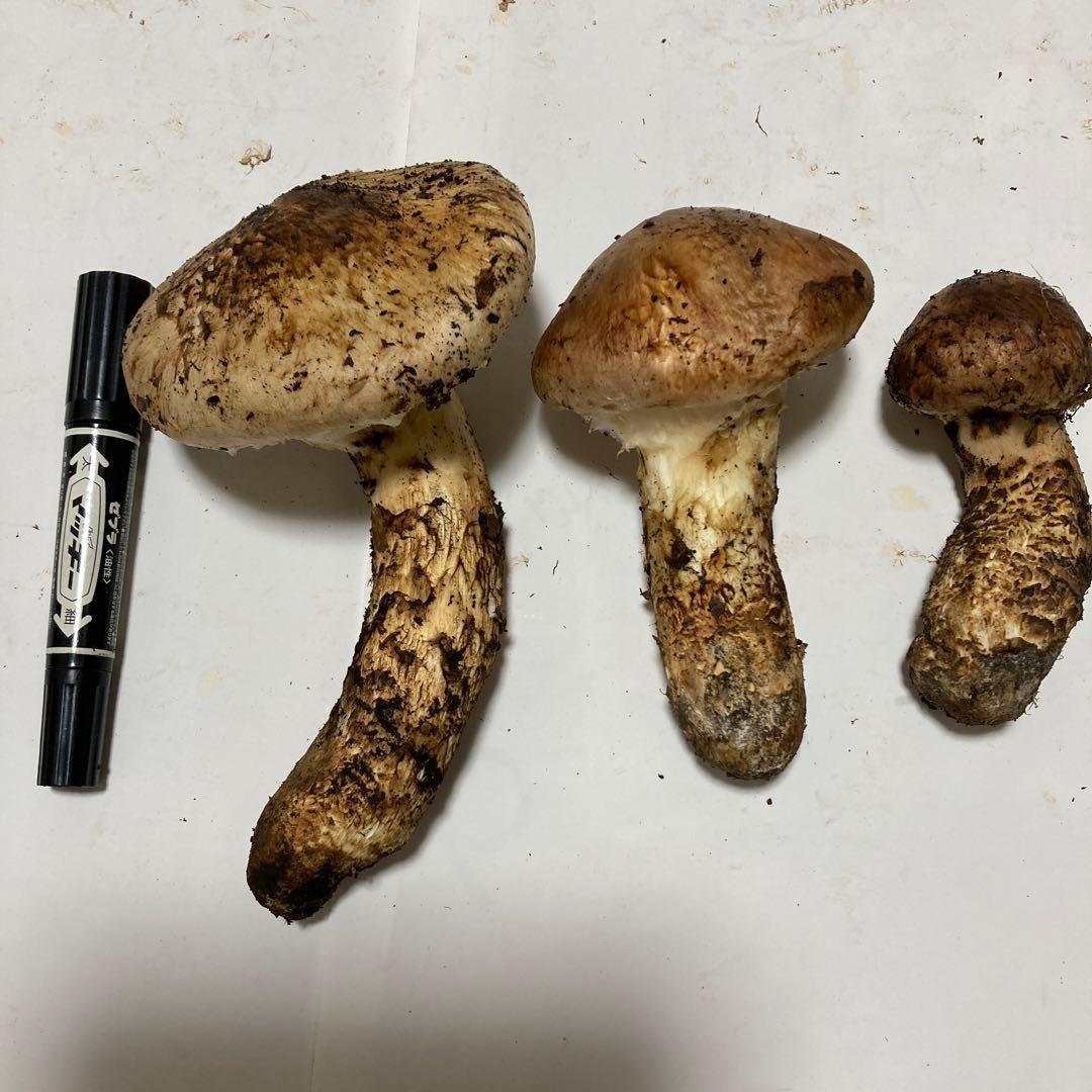 岩手県産　松茸　420g