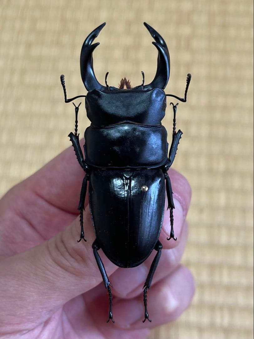 f*t様 オオクワガタ　F0 材割成虫採集個体70.7㎜