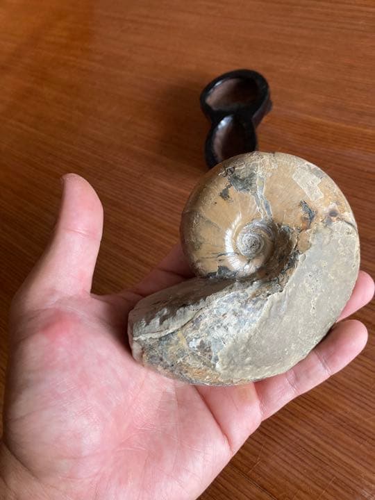 北海道　アンモナイト　羽幌　化石　/三葉虫　恐竜　釣り　インテリア　家具