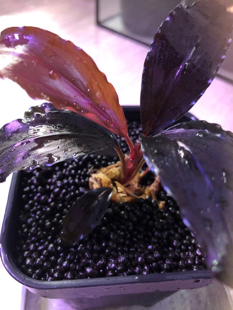 陰性水草の王様的存在【ブセファランドラ】Theia Blue