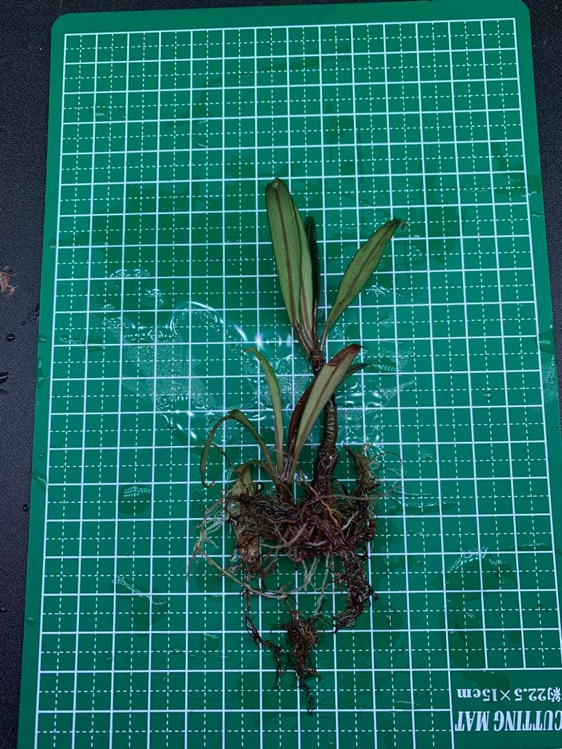 水草 Bucephalandra Gholiat Silver Dark Gray