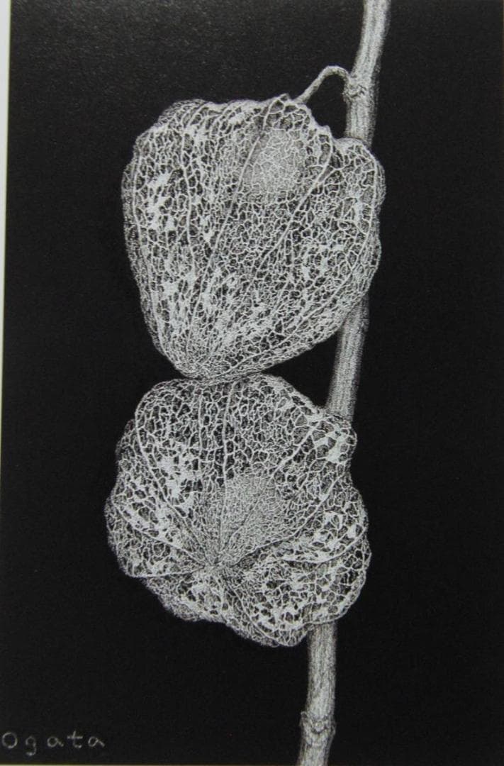 緒方洪章、【ほおずき】、希少な画集画、新品高級額・額装付、状態良好