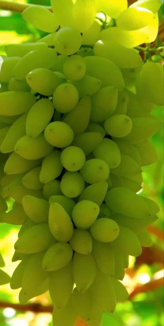 VA様 ご依頼品種