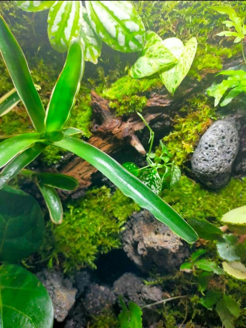 隠れ家付き！苔テラリウム生体飼育ケージ