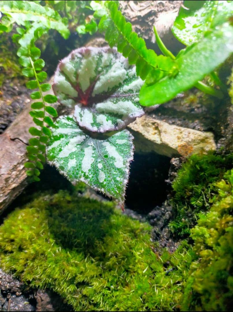 隠れ家付き！苔テラリウム生体飼育ケージ