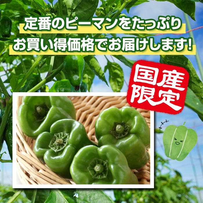 送料無料 訳あり ピーマン 500ｇ