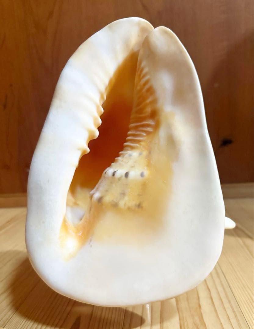 綺麗な大型肉厚トウカムリ 法螺貝　ほら貝　ホラガイ❣️