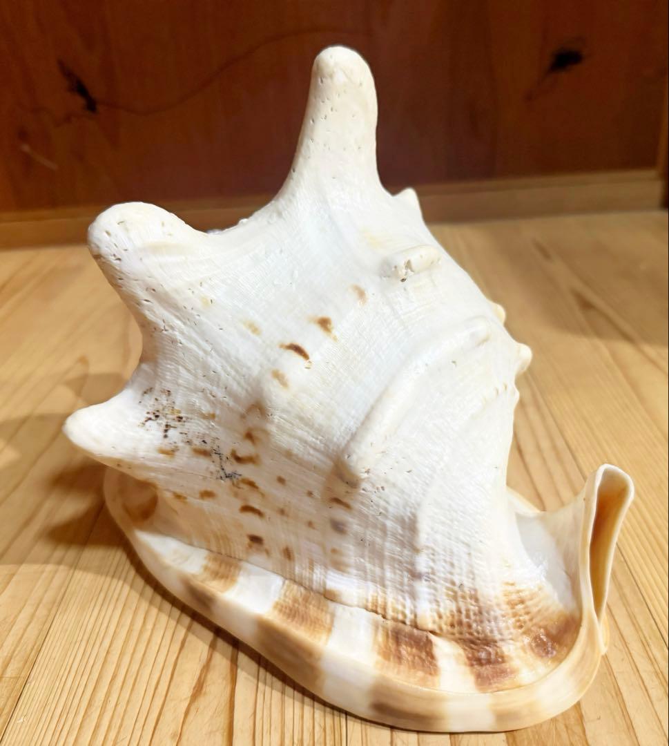 綺麗な大型肉厚トウカムリ 法螺貝　ほら貝　ホラガイ❣️