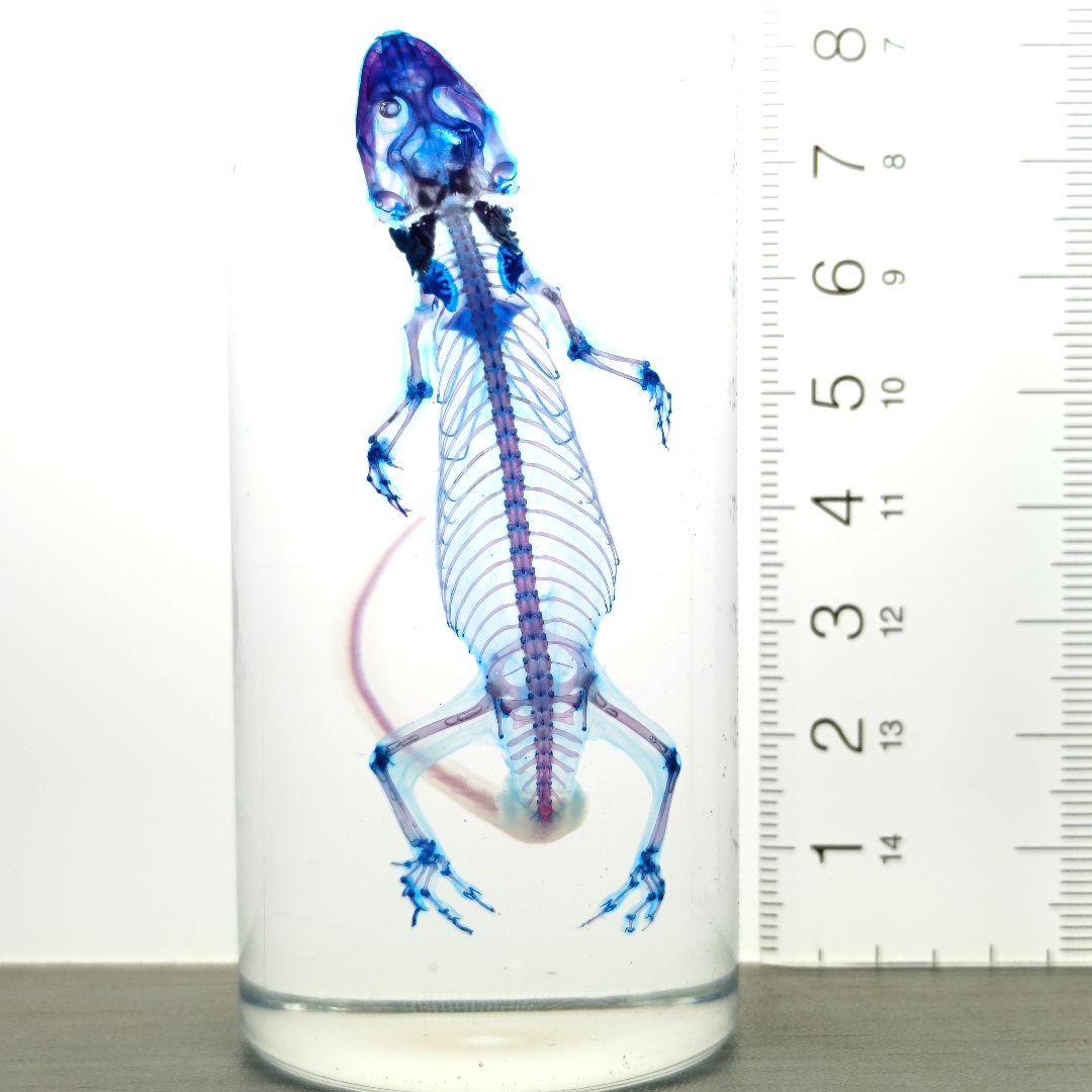 極美品【1点物】透明骨格標本ヒラオヤモリ① 約10cm