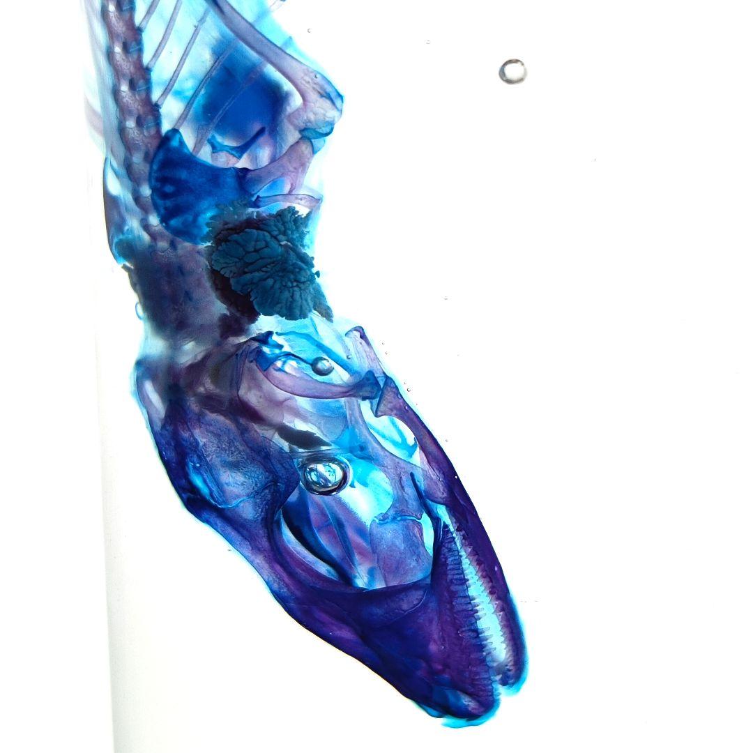 極美品【1点物】透明骨格標本ヒラオヤモリ① 約10cm