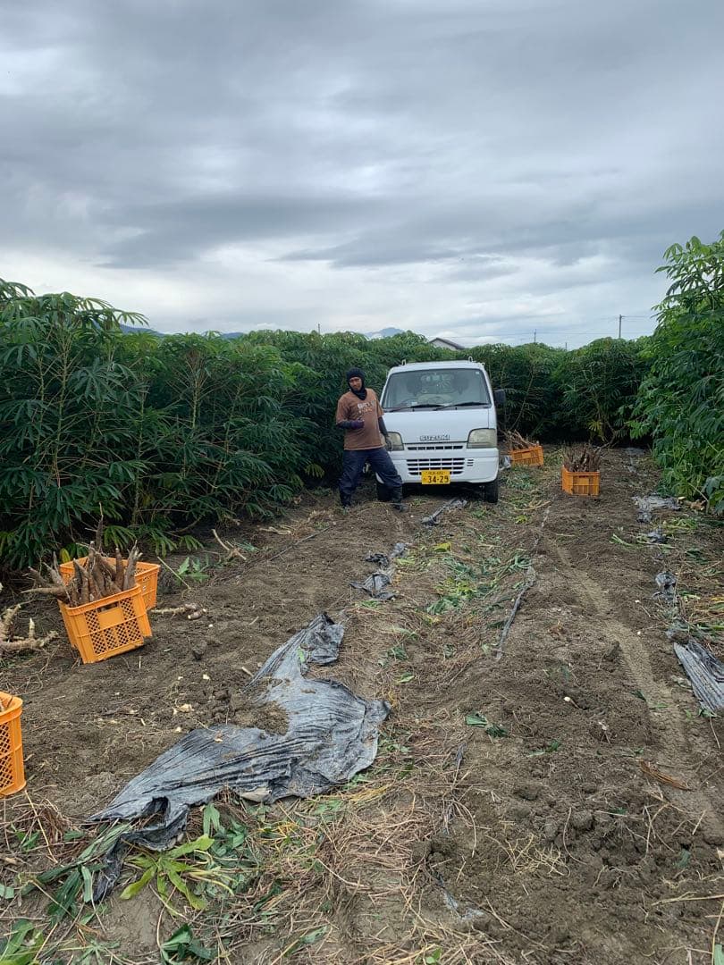 キャッサバ芋 22Kg 吉野川市産