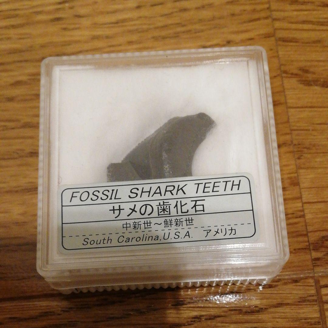 サメの歯化石