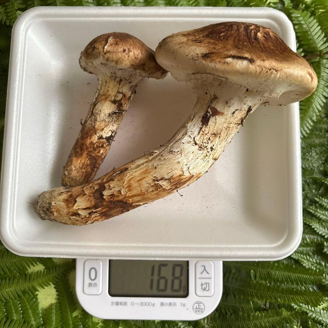 広島県産 松茸２本（168g）③