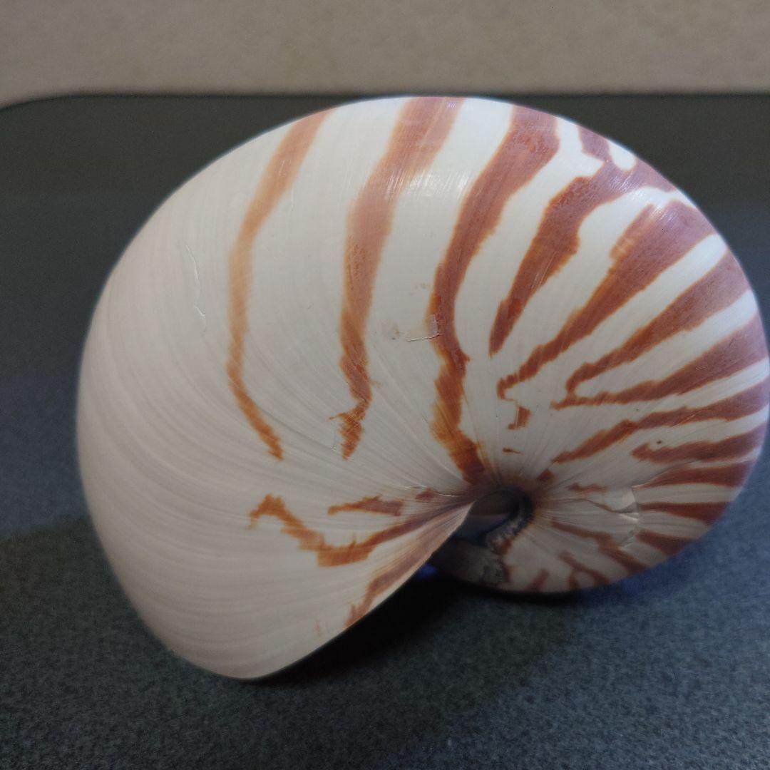 オウムガイの殻 3個セット