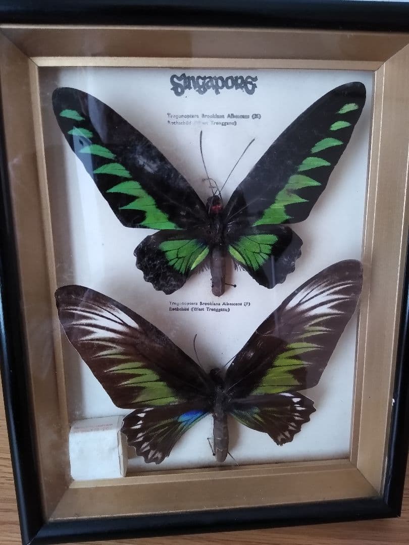 【蝶の標本】　アカエリ トリバネ アゲハ　雄雌1対