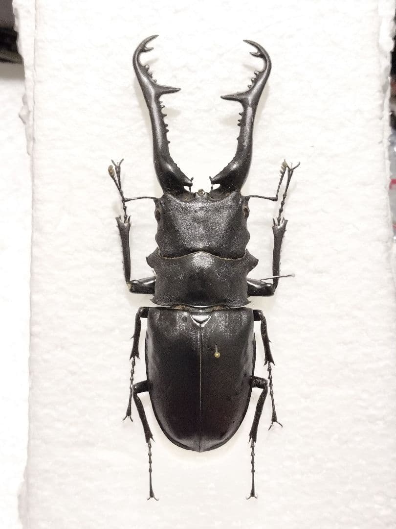 大型クワガタ・カブトムシ３種標本セット