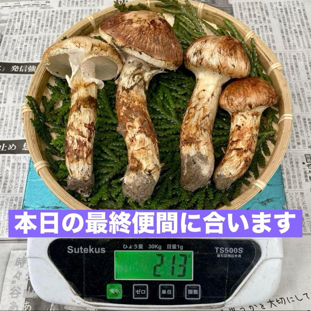 天然きのこ 松茸 国産 マツタケ まつたけ 大自然の凛さん採取その139