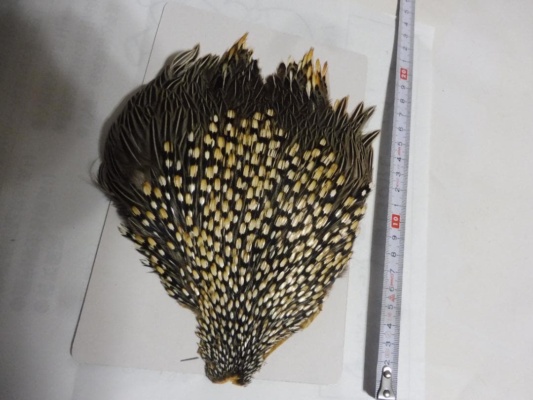 ジャングルコックのケープ　フライタイイング