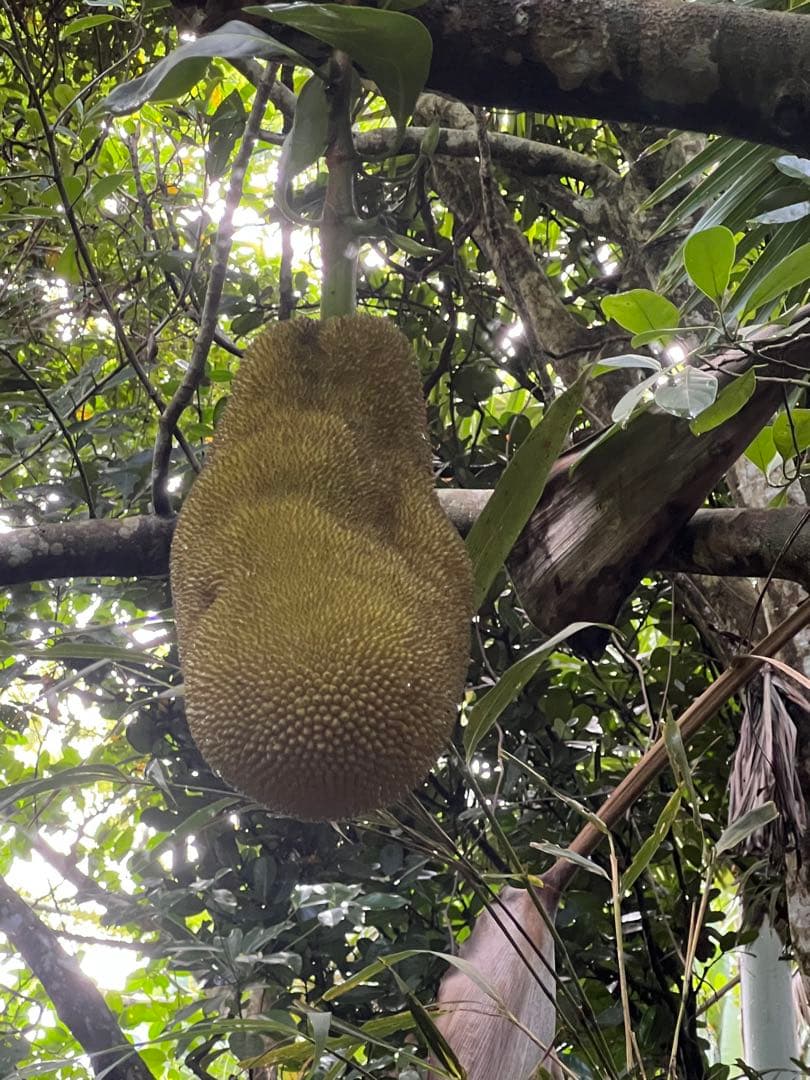 無農薬ジャックフルーツ (波羅蜜) 7kg西表島産