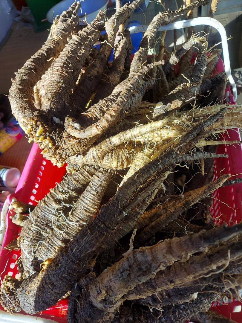 くう、さん、専用ツルニンジン6キロ、7年物