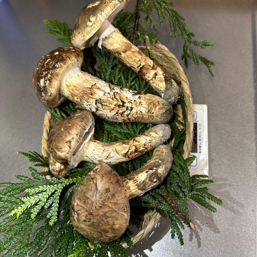 国産天然松茸‼️500g‼️10／18朝採れ‼️