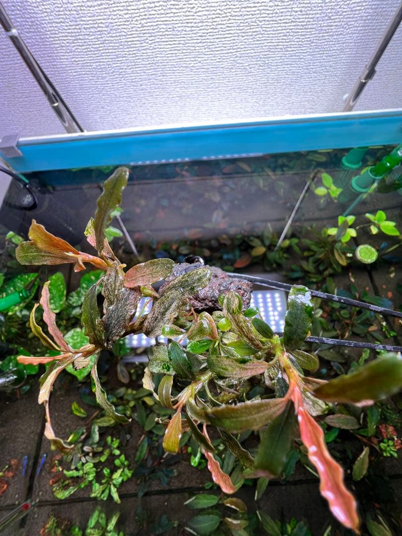 Bucephalandra sp. Varigata Pink 水中葉 6-7株