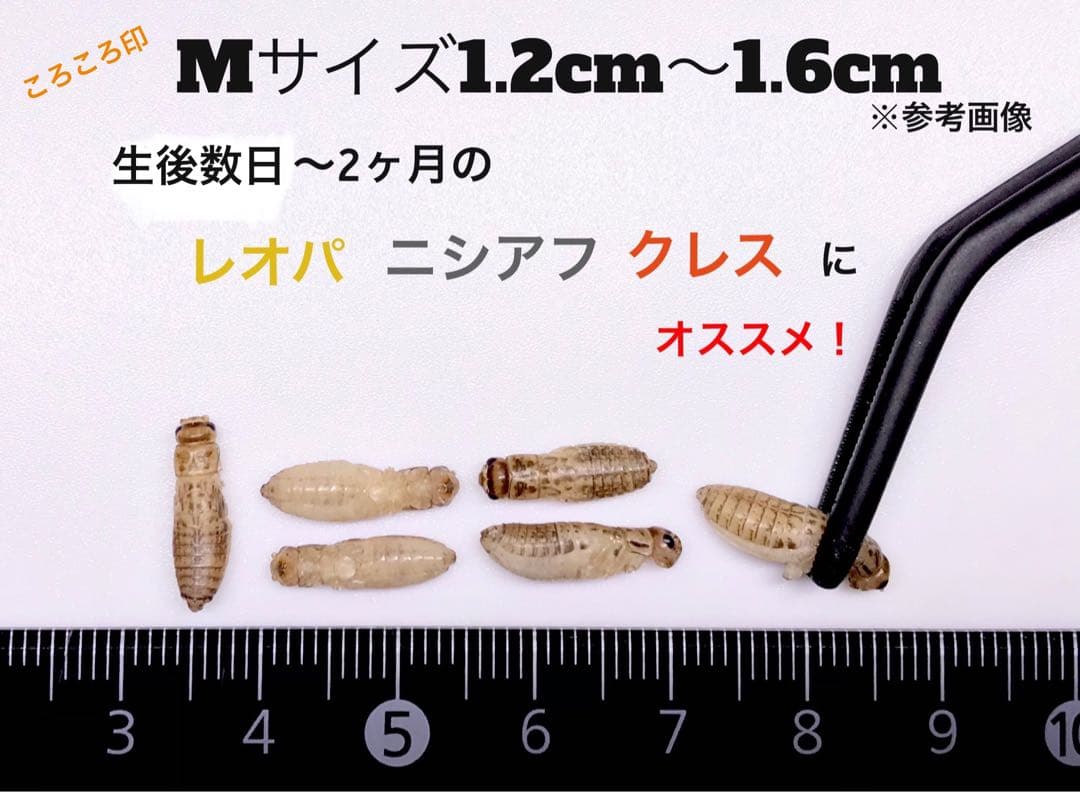 クロコML〜L500gフタホシML500gイエコML500gイエコM200g