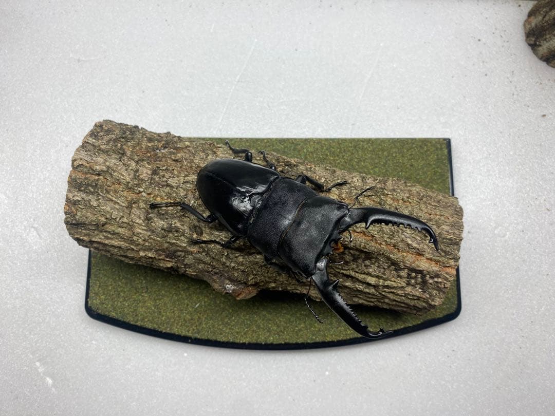 ラ*フ様 LIVE標本　パラワンオオヒラタ　109mm 超特大極太