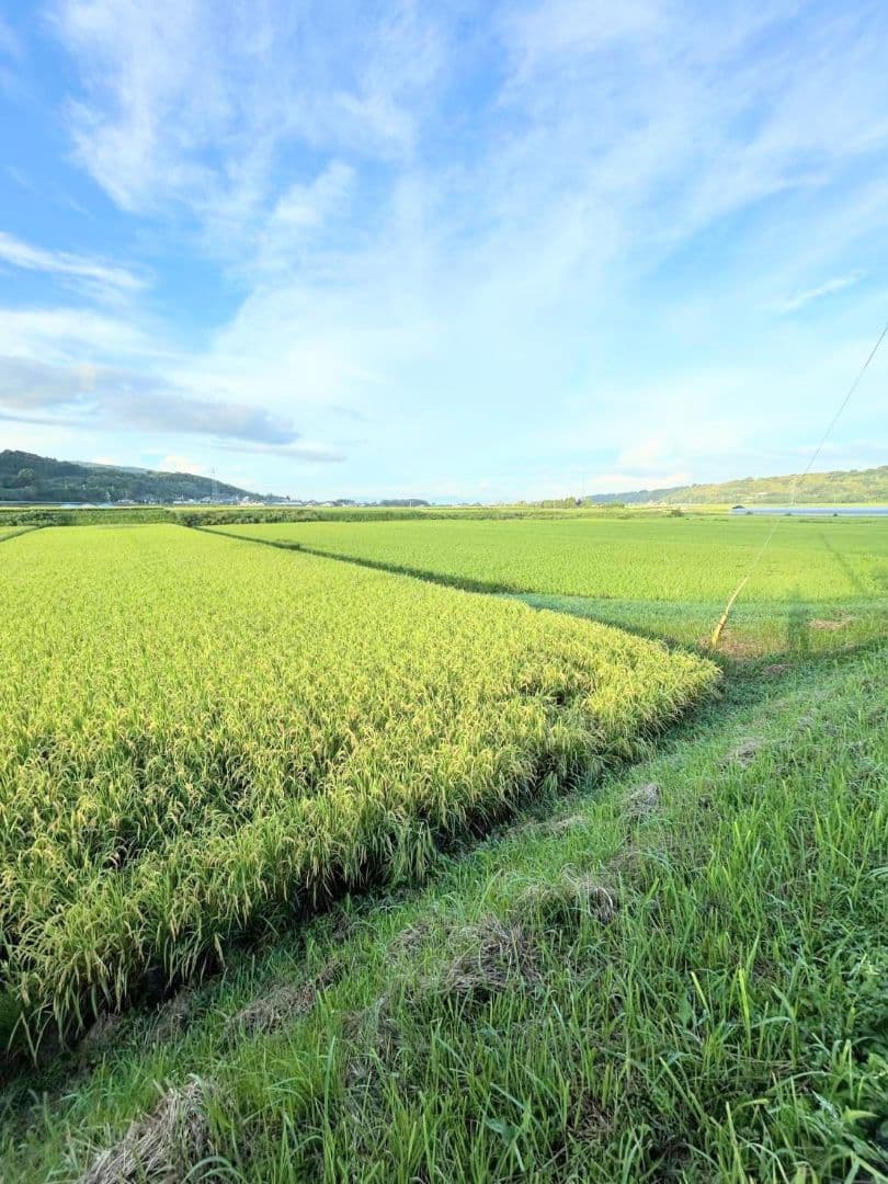 2 R7年 自然栽培米 2品種食べ比べセット10kg（5kg×2）玄米 セット