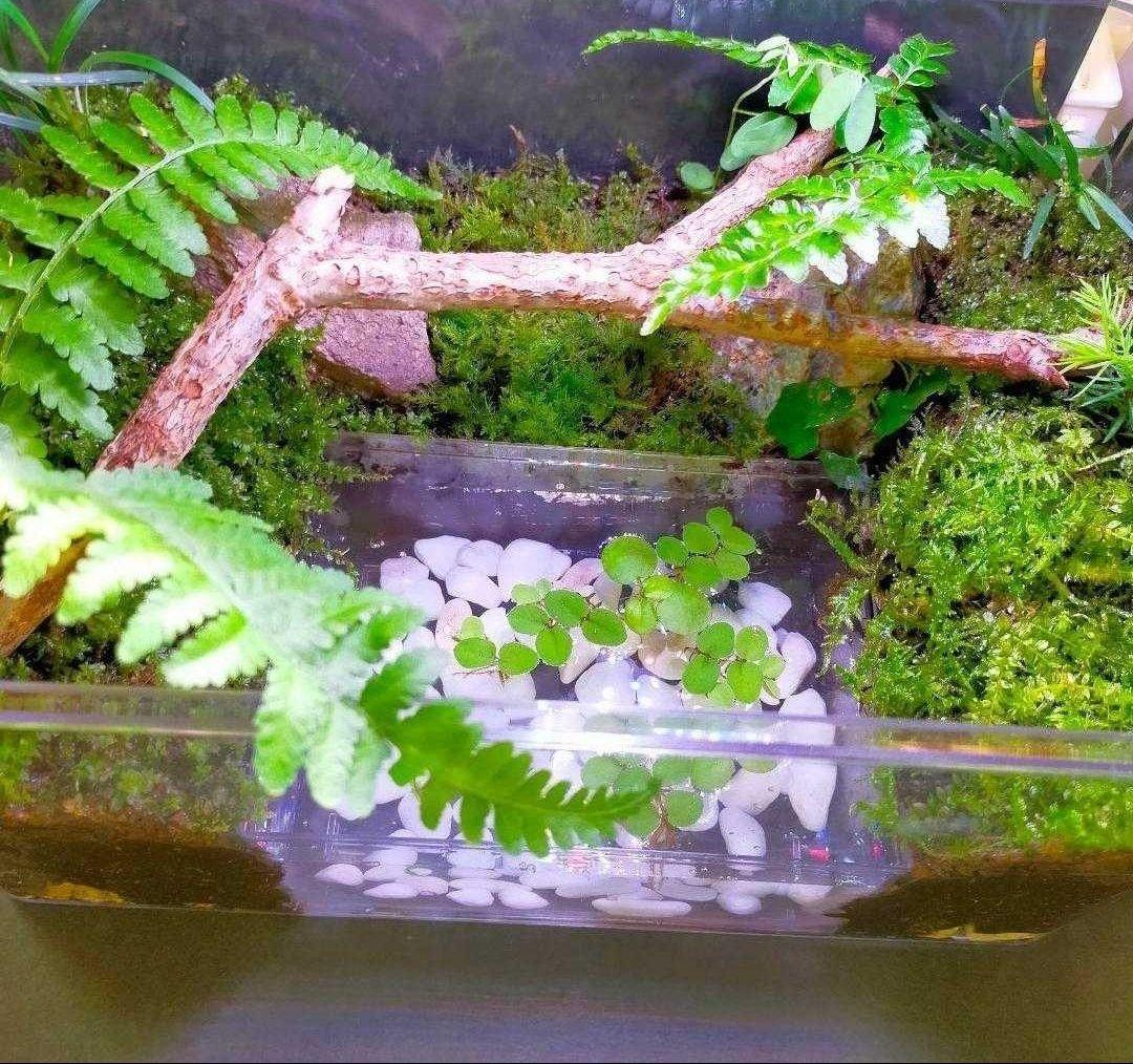 自然中の飼育箱、苔テラリウム(枝でアーチ)