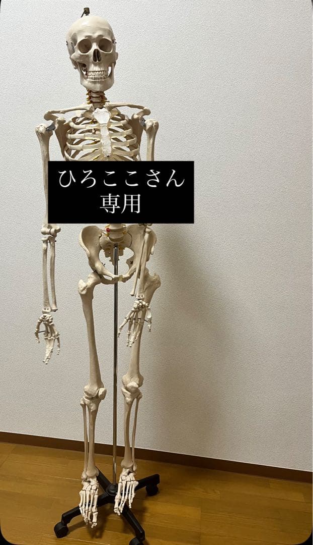 人体模型 約170cm キャスター付き