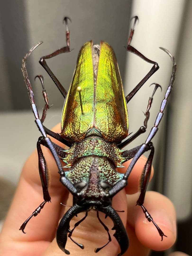 【赤黄緑青】ルリオニカミキリ ムラサキオニノコギリカミキリ キンオニ標本