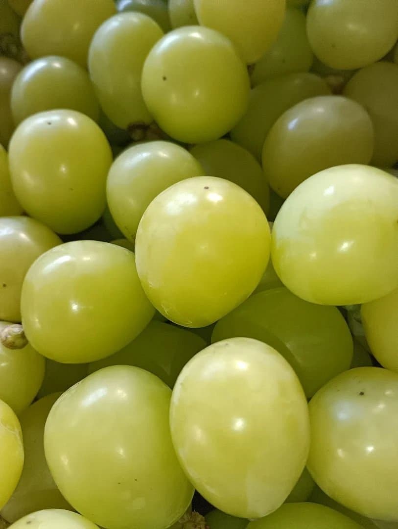 シャインマスカット増量の、完熟多め入り徳用5.5キロの粒バック入りになります。