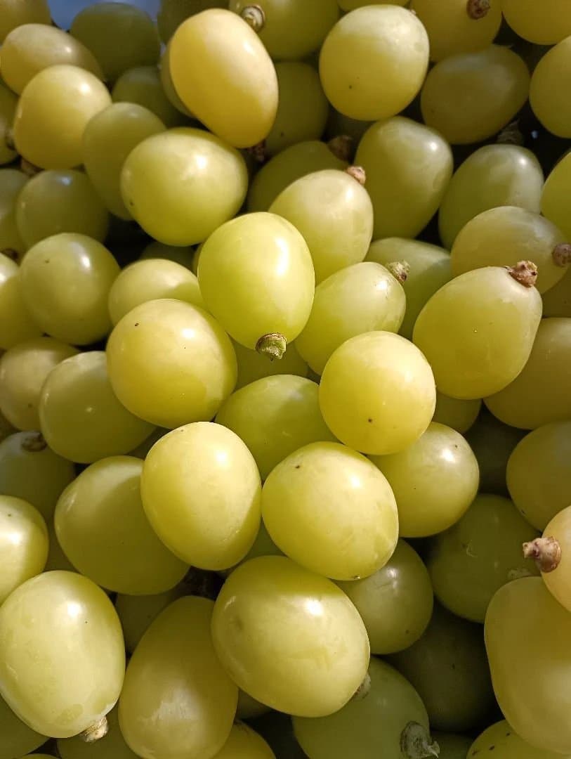 シャインマスカット増量の、完熟多め入り徳用5.5キロの粒バック入りになります。