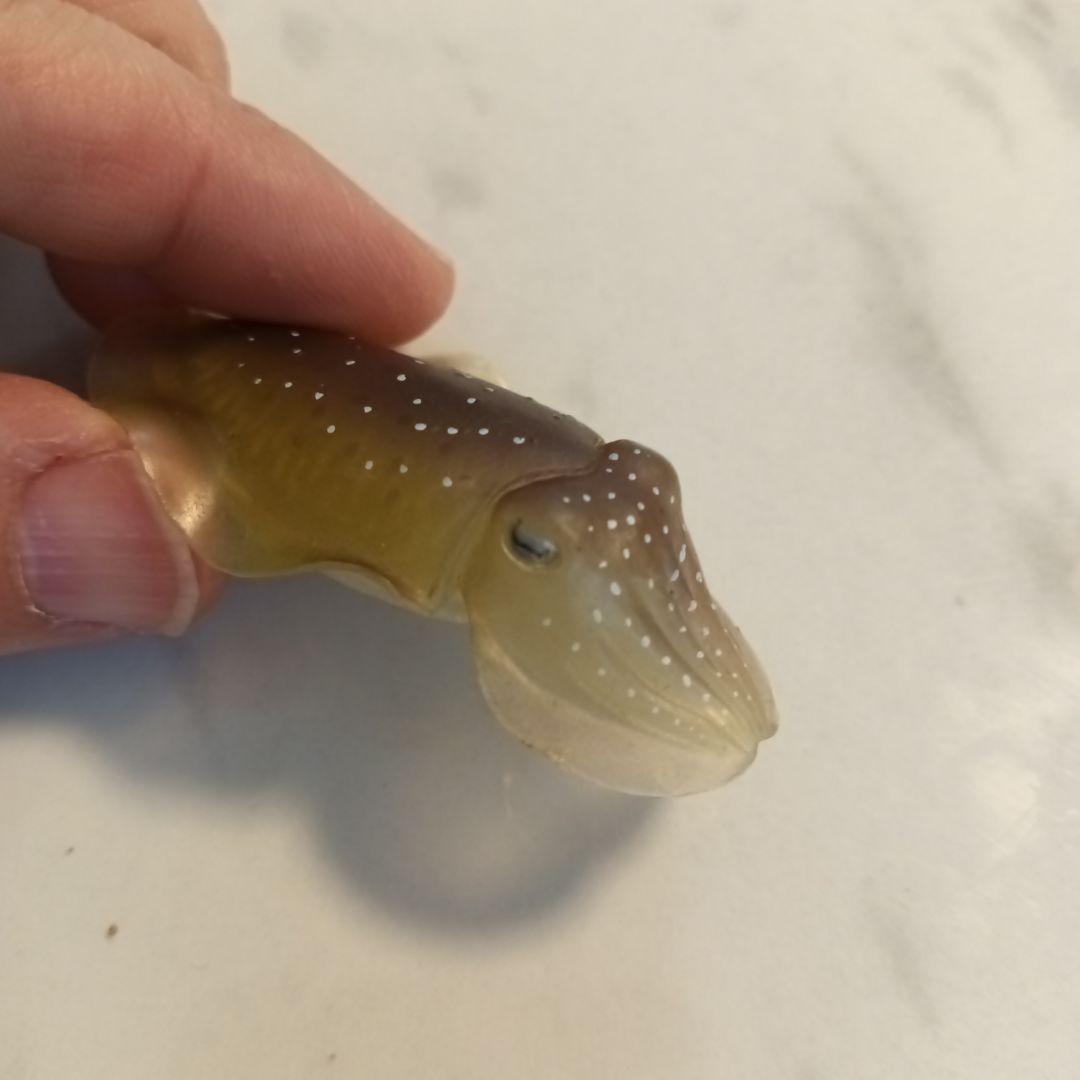 訳あり　ネイチャーテクニカラー　鳥羽水族館　立体コレクション　コブシメ