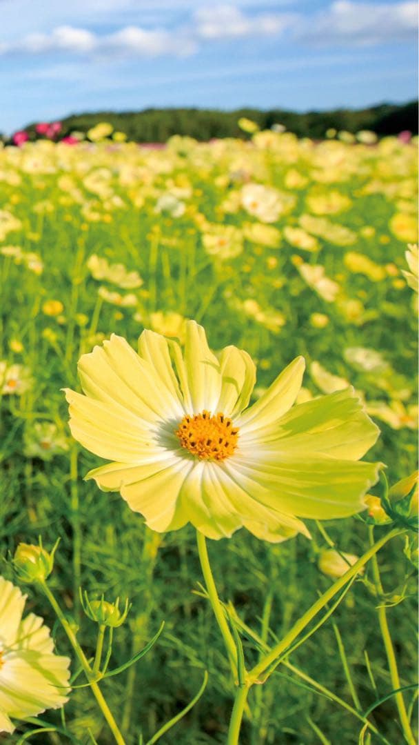 にゅ　ちぇ　　5