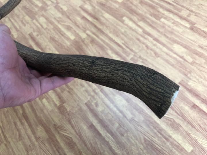 大型インコ 中型インコ用とまり木 自然木 柚