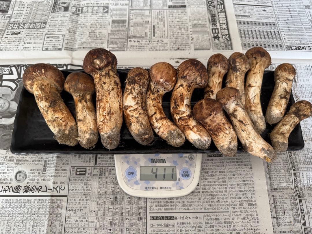 松茸　北海道　400g ①　国産