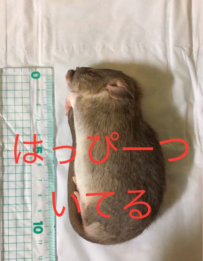 冷凍PS50 PL30 ADL60