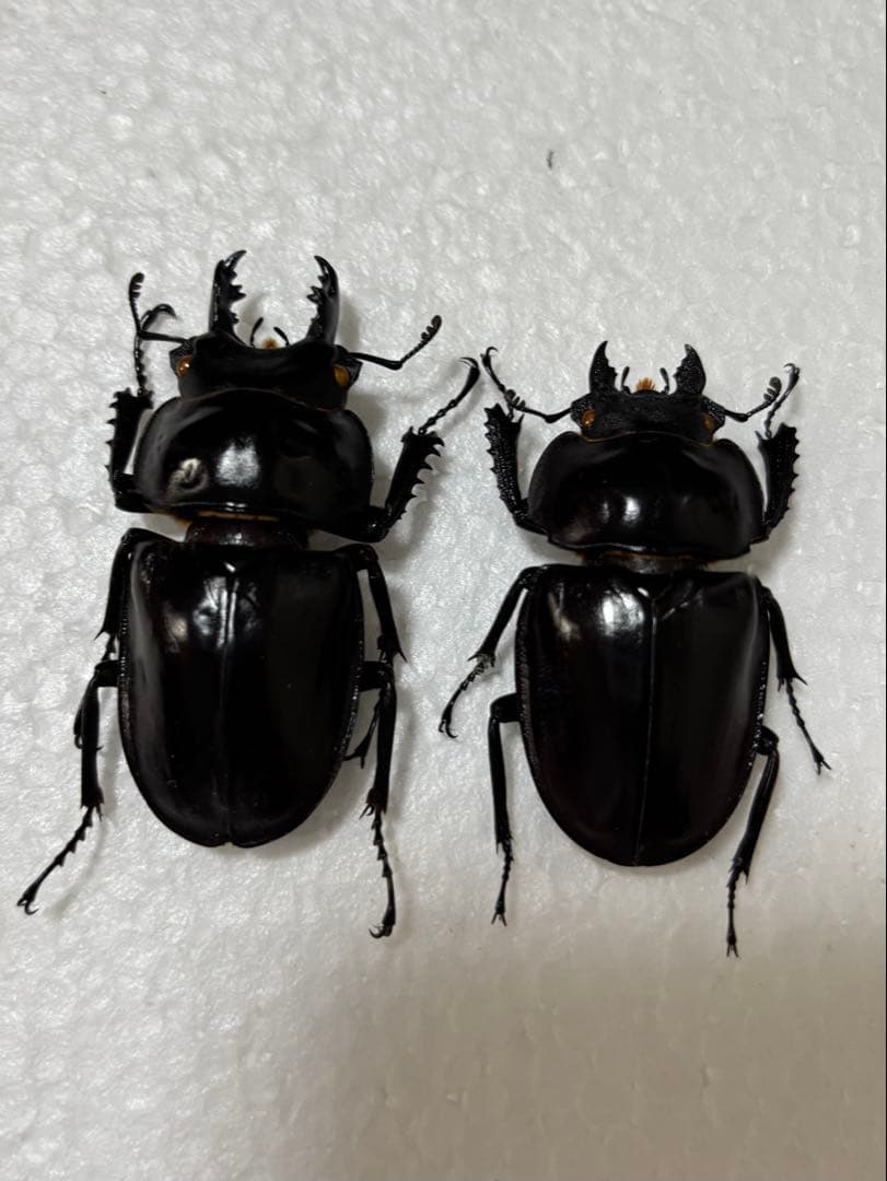 ヤエヤママルバネクワガタ　野外品　58mm 51mm ペア