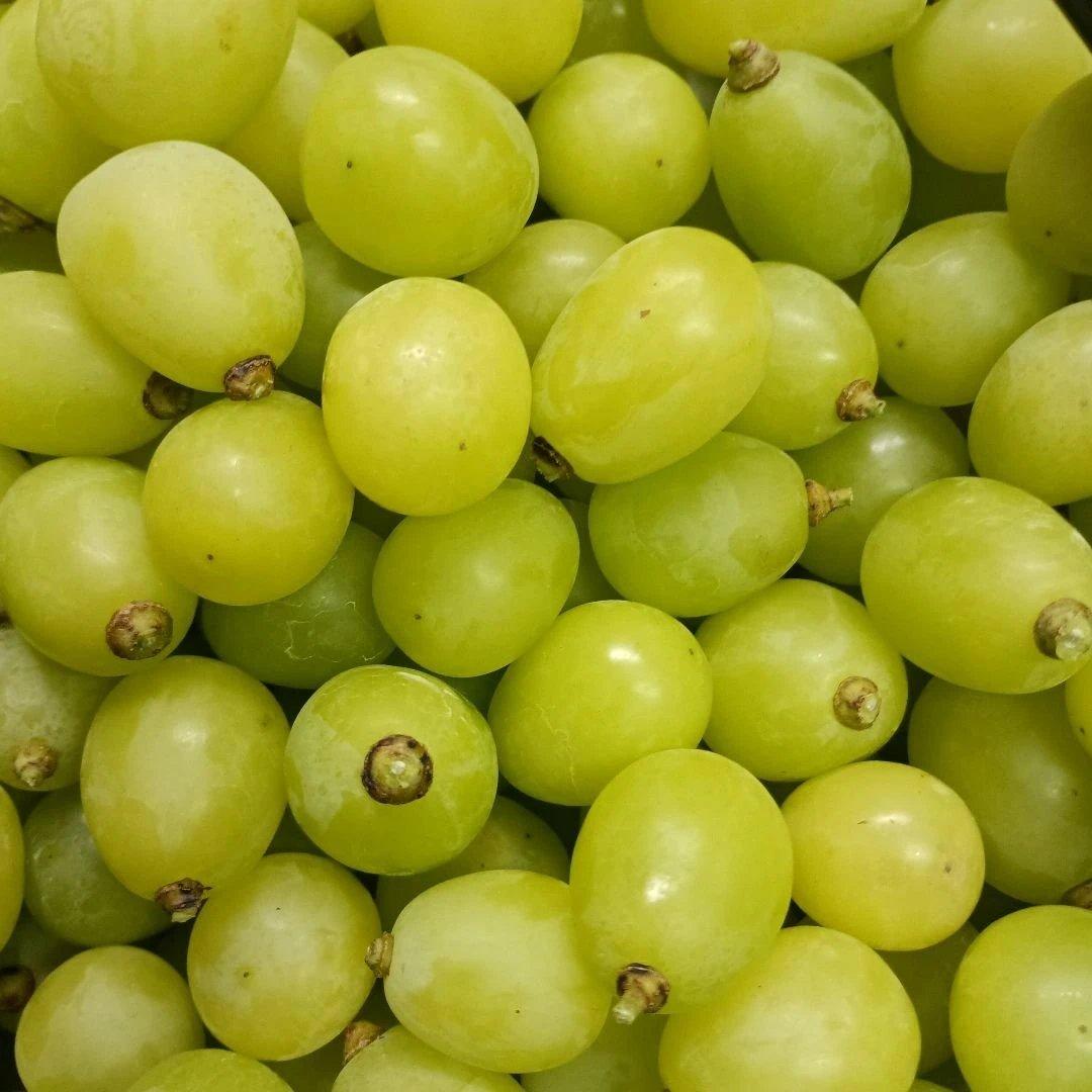 シャインマスカット大粒完熟増量の、徳用5.5キロ入りの粒バック入りになります。