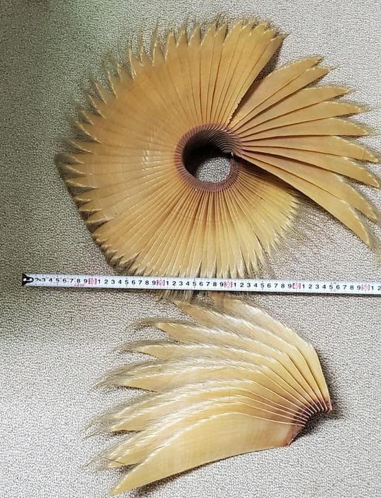 【あっ!】ナガスクジラやミンククジラひげ　鯨　 髭　レア